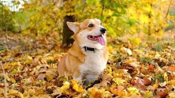 retrato engraçado de cachorro corgi fofo ao ar livre foto