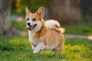 retrato engraçado de cachorro corgi fofo ao ar livre foto