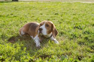 cachorro beagle brincar na praia em dia ensolarado foto