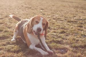 cachorro beagle brincar na praia em dia ensolarado foto