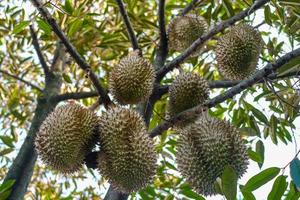 fruta fresca durian pendurada na árvore contra o fundo desfocado foto