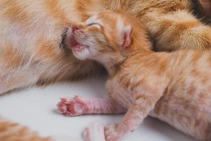 gatinhos recém-nascidos bebendo leite do peito da mãe foto