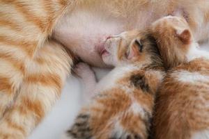 gatinhos recém-nascidos bebendo leite do peito da mãe foto