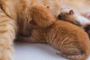 gatinhos recém-nascidos bebendo leite do peito da mãe foto