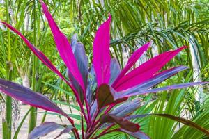 tropical roxo rosa ti planta planta muyil maia ruínas mexico. foto