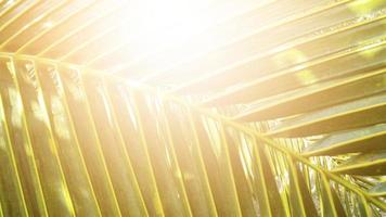 fundo de textura de folha de coco verde tropical, tom escuro com nascer do sol. foto