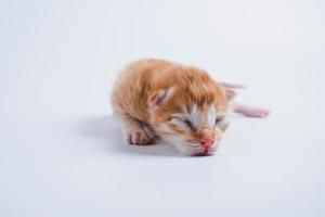 gatinhos recém-nascidos estão dormindo no chão branco foto