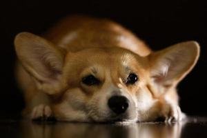 um adorável cachorro corgi marrom dorme no chão de madeira escura, esperando o dono foto