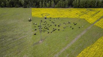 um rebanho de vacas posesa na vista de campo do drone foto