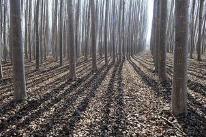 floresta de álamos em fuente vaqueros, granada, andaluzia foto