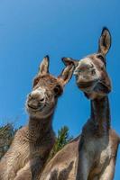 burros pastando em liberdade foto