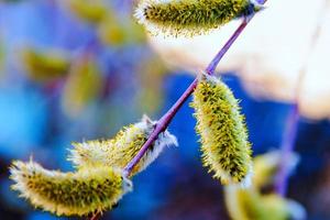 close-up de amentilhos de salgueiro. floração de salgueiro - despertando a natureza. foto