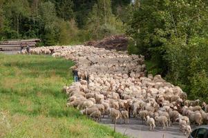 rebanho de ovelhas durante a transumância foto