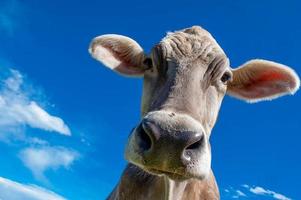 vaca pastando no pasto em liberdade foto