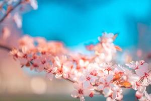 fundos de flores rosa de primavera. sonho natureza closeup com sakura, flor de cerejeira na paisagem de primavera turva bokeh. cores pastel pacíficas, flores desabrochando românticas foto