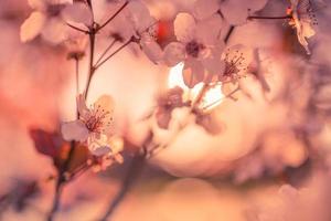 fundos de flores rosa de primavera. sonho natureza closeup com sakura, flor de cerejeira na paisagem de primavera turva bokeh. cores pastel pacíficas, flores desabrochando românticas foto