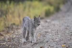 lince da montanha rochosa foto