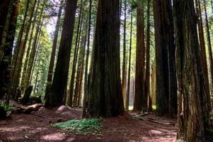 sequoias gigantes califórnia foto
