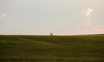 cena da pradaria saskatchewan foto