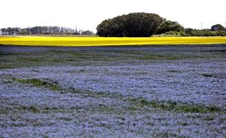 flor de linho azul foto