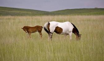 égua de cavalo e potro campo de saskatchewan foto