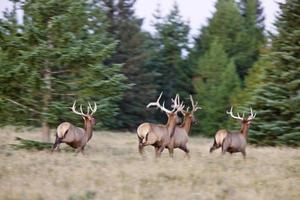 alce em colinas de cipreste alberta foto