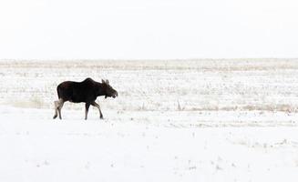 alce da pradaria Canadá foto