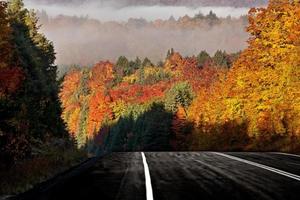 cores de outono e estrada foto