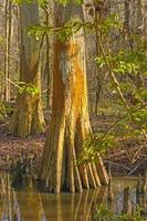 tronco de cipreste colorido em um pantanal foto