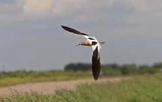 alfaiate em saskatchewan canadá em voo foto