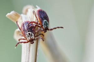 carrapatos ixodicos sentados no topo de uma grama seca na natureza foto