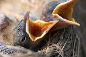macro de filhotes de tordo recém-nascido com fome com boca aberta na borda do ninho foto