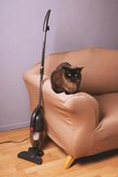 aspirador sem saco vertical ao lado do gato no sofá foto