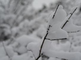 floresta de inverno, galhos de árvores sob o peso da neve. foto