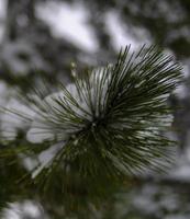 floresta de inverno, galhos de árvores sob o peso da neve. foto