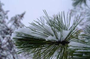 floresta de inverno, galhos de árvores sob o peso da neve. foto