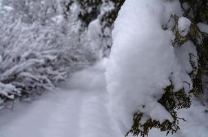 floresta de inverno, galhos de árvores sob o peso da neve. foto