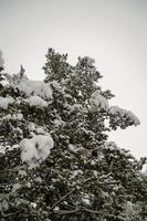 floresta de inverno, galhos de árvores sob o peso da neve. foto