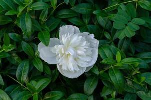 flor branca em um fundo de plantas verdes. foto