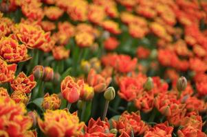 fundo de tulipas florescendo. exposição floral. foto