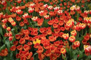 fundo de tulipas florescendo. exposição floral. foto