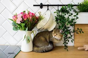 raça de gato chinchila cinza ao lado de um buquê de flores no interior de uma cozinha moderna foto