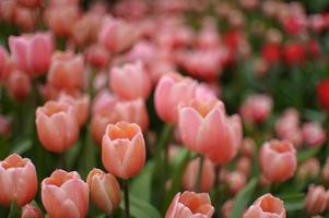 fundo de tulipas florescendo. exposição floral. foto