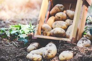 planta de batata fresca, colheita de batatas maduras em produtos agrícolas de caixa de madeira do campo de batata foto