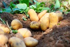 planta de batata fresca, colheita de batatas maduras produtos agrícolas do campo de batata foto