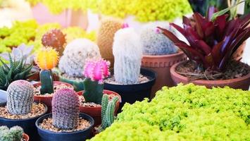 planta suculenta em miniatura e cacto em vaso vários tipos mix de coleção conjunto de cactos para decorar no jardim foto