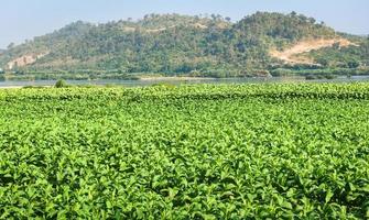 planta de folha de tabaco crescendo na fazenda agricultura em asiático com rio e montanha fundo - jovem tabaco verde deixa plantação no fundo do campo de tabaco foto