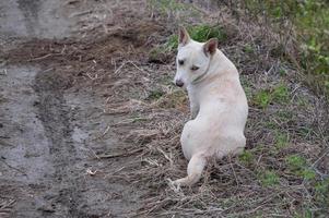 um cachorro branco no campo foto