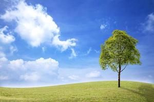 paisagem de campo de grama verde com árvore e céu azul com nuvens brancas foto