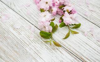 flor de sakura da primavera foto